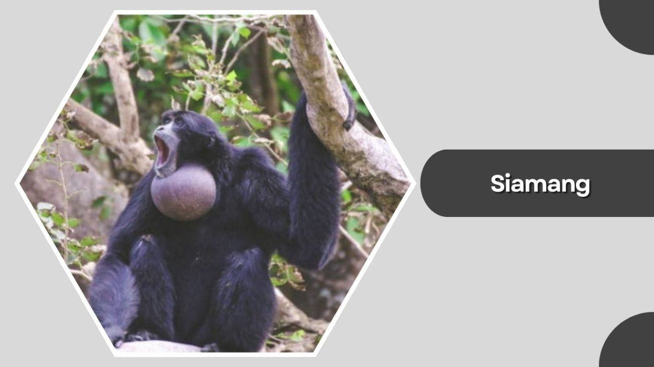 Siamang