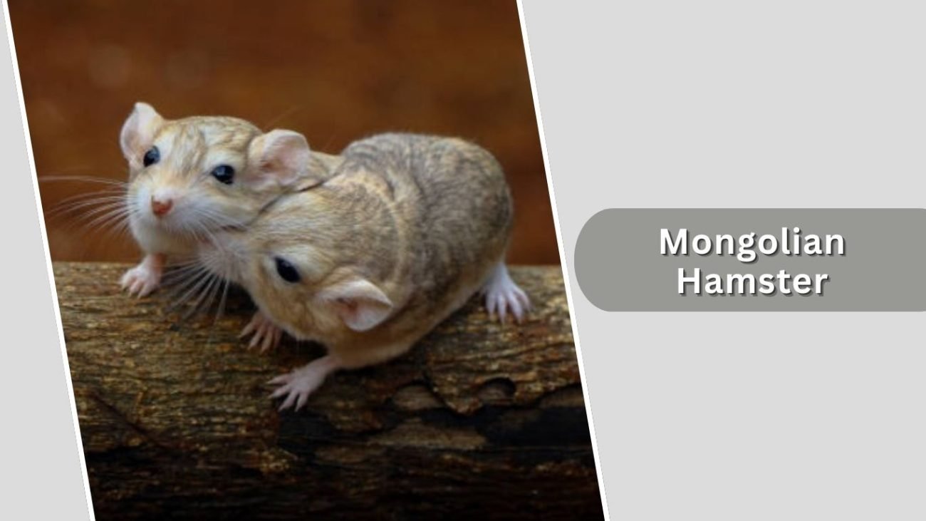 Mongolian Hamster Mongolian Hamster