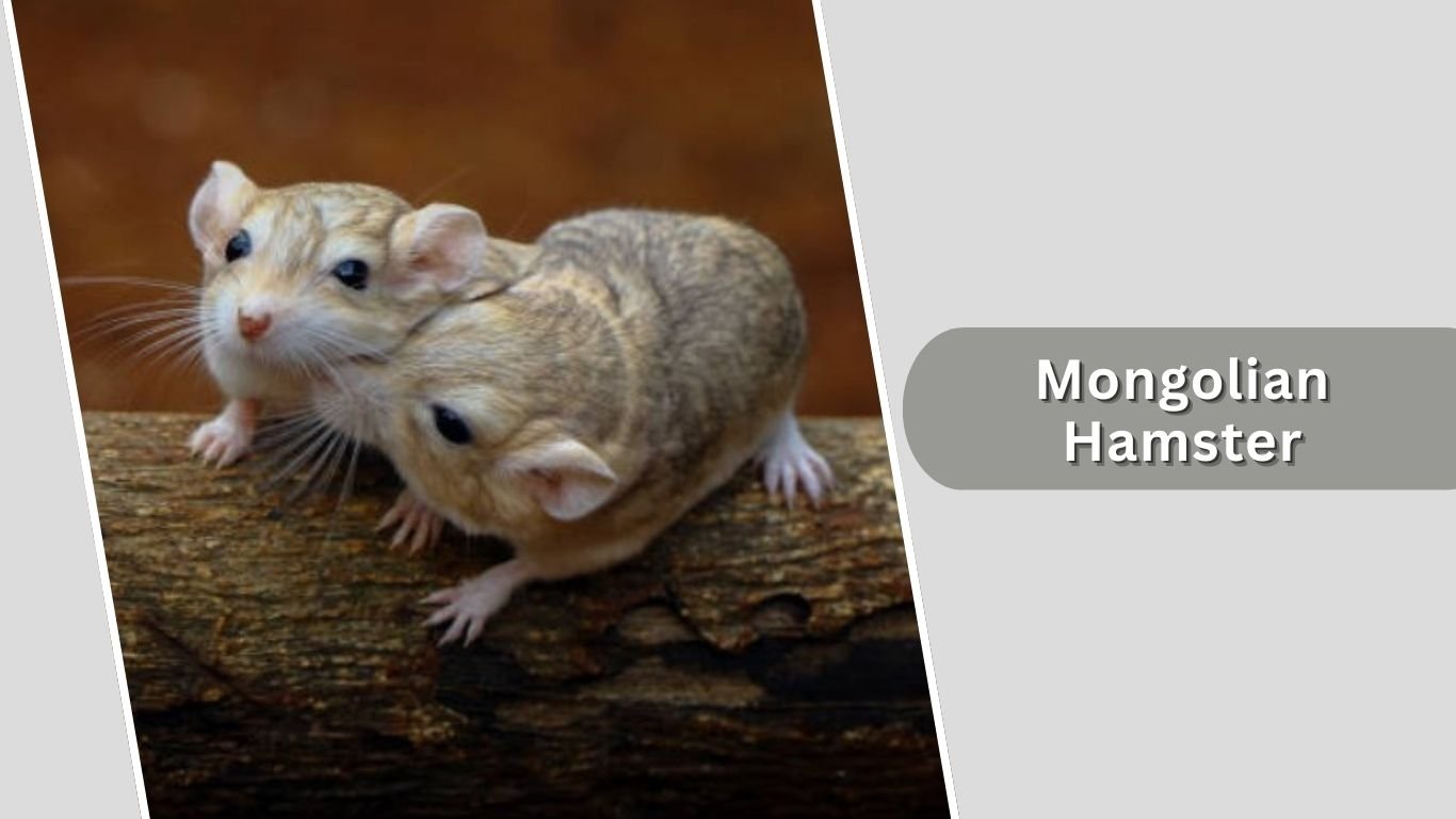 16 Types of Hamster: Different Species Identification with Pictures