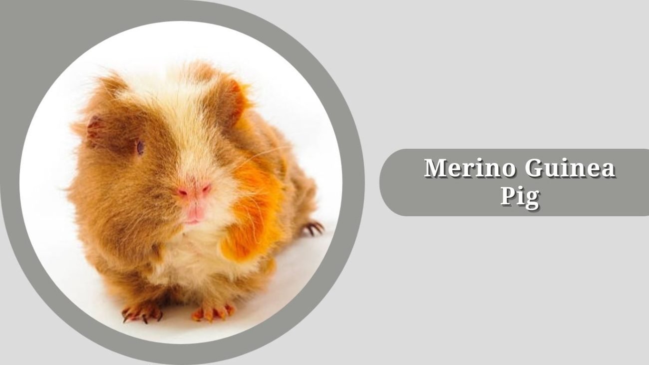Merino Guinea Pig Merino Guinea Pig