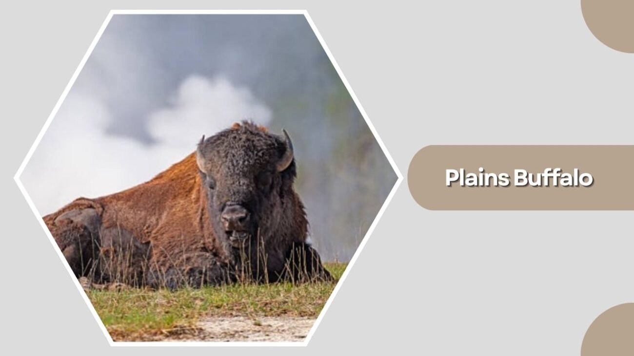 Plains Buffalo