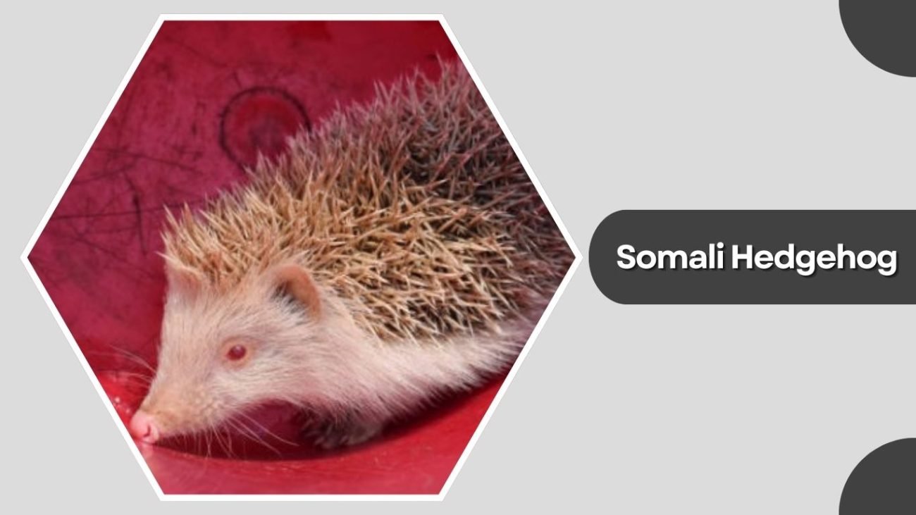 Somali Hedgehog Somali Hedgehog