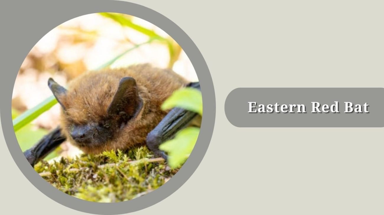 Eastern Red Bat