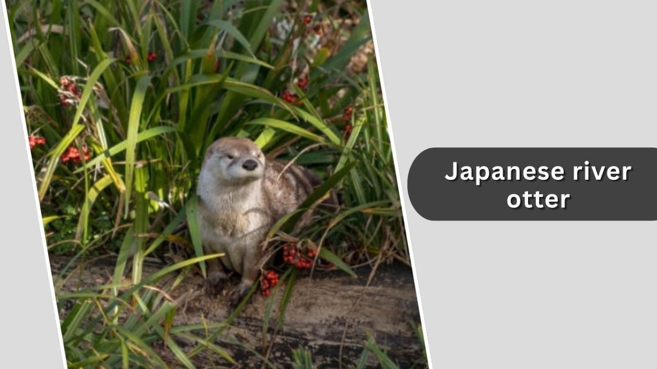 Japanese river otter