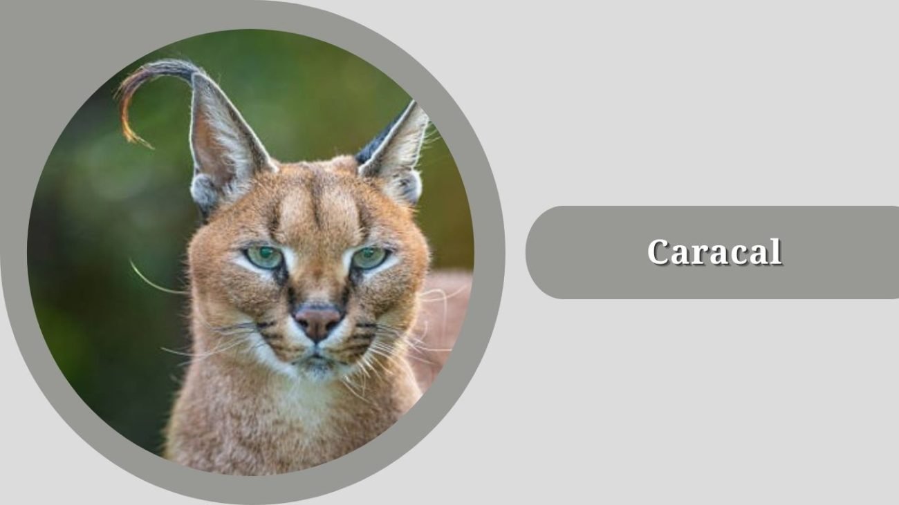  Caracal 