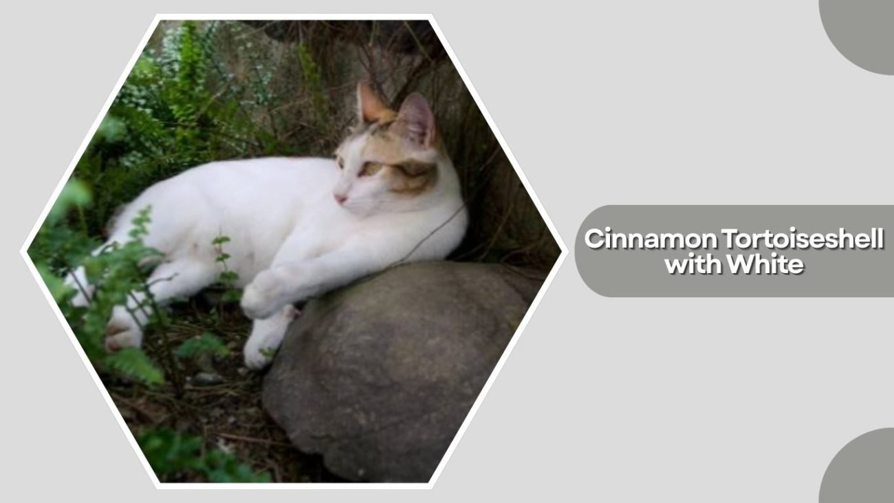Cinnamon Tortoiseshell with White