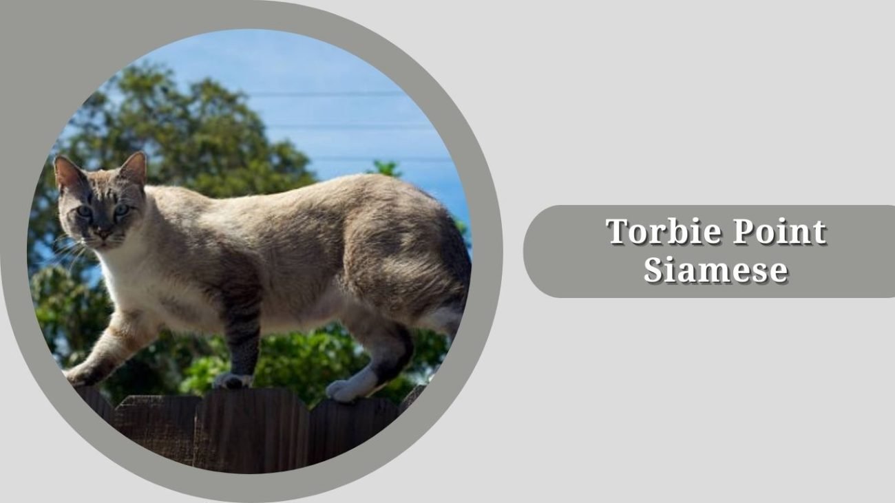 Torbie Point Siamese