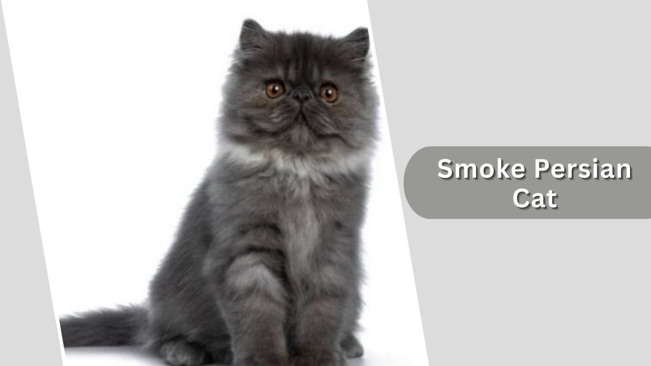 Smoke Persian Cat