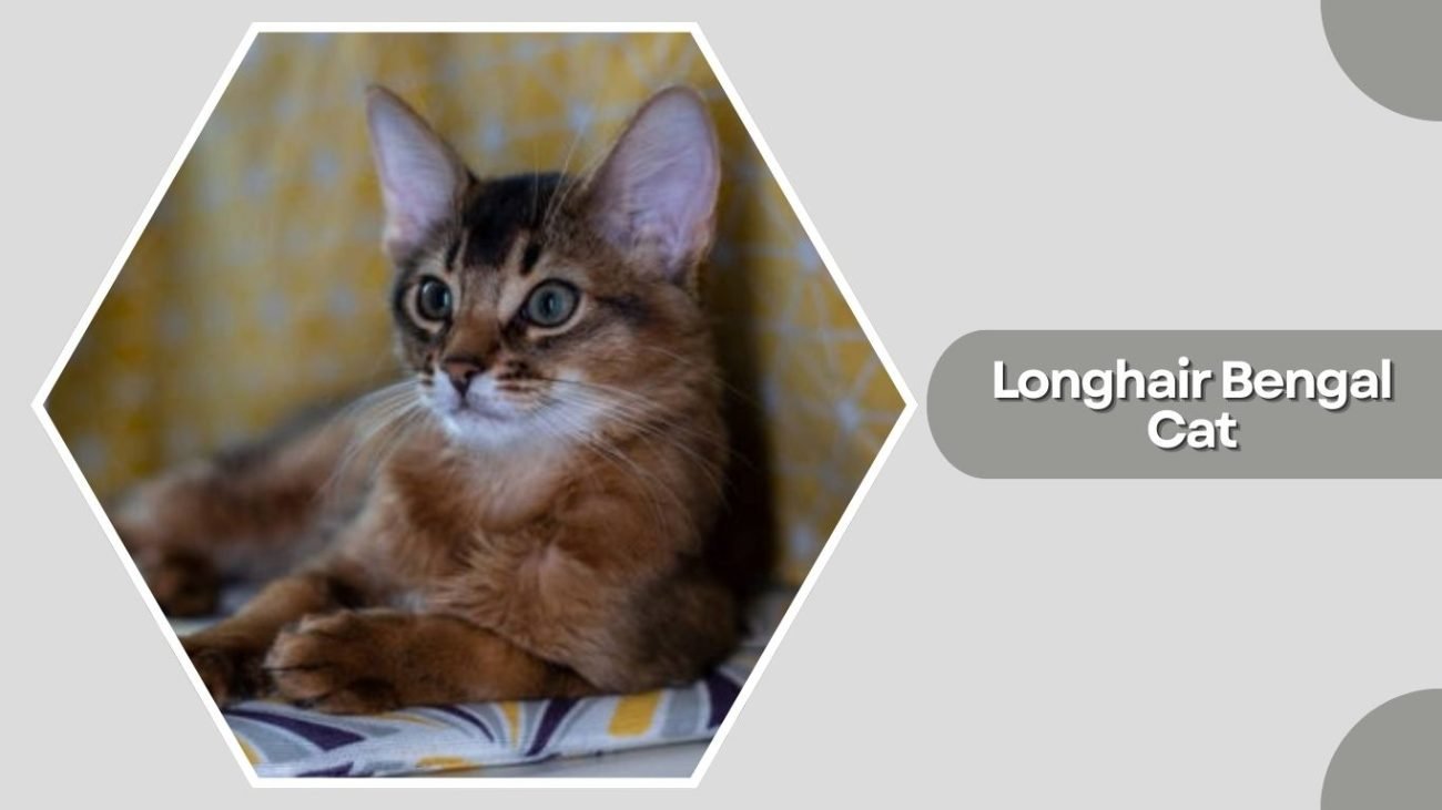 Longhair Bengal Cat