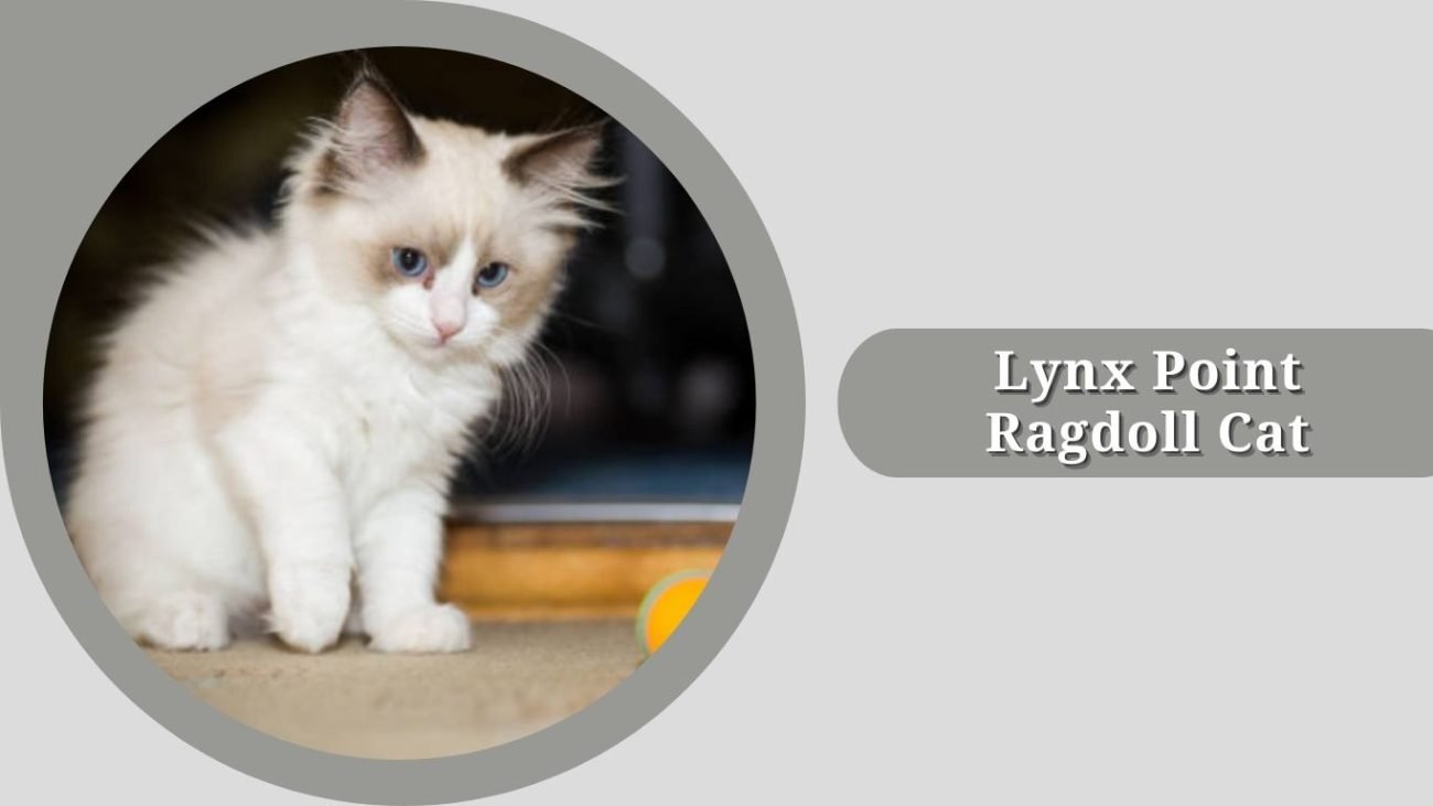 Lynx Point Ragdoll Cat