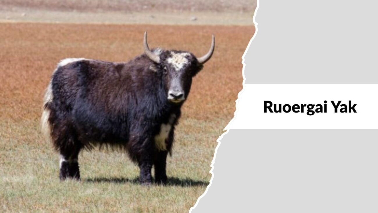 Ruoergai Yak