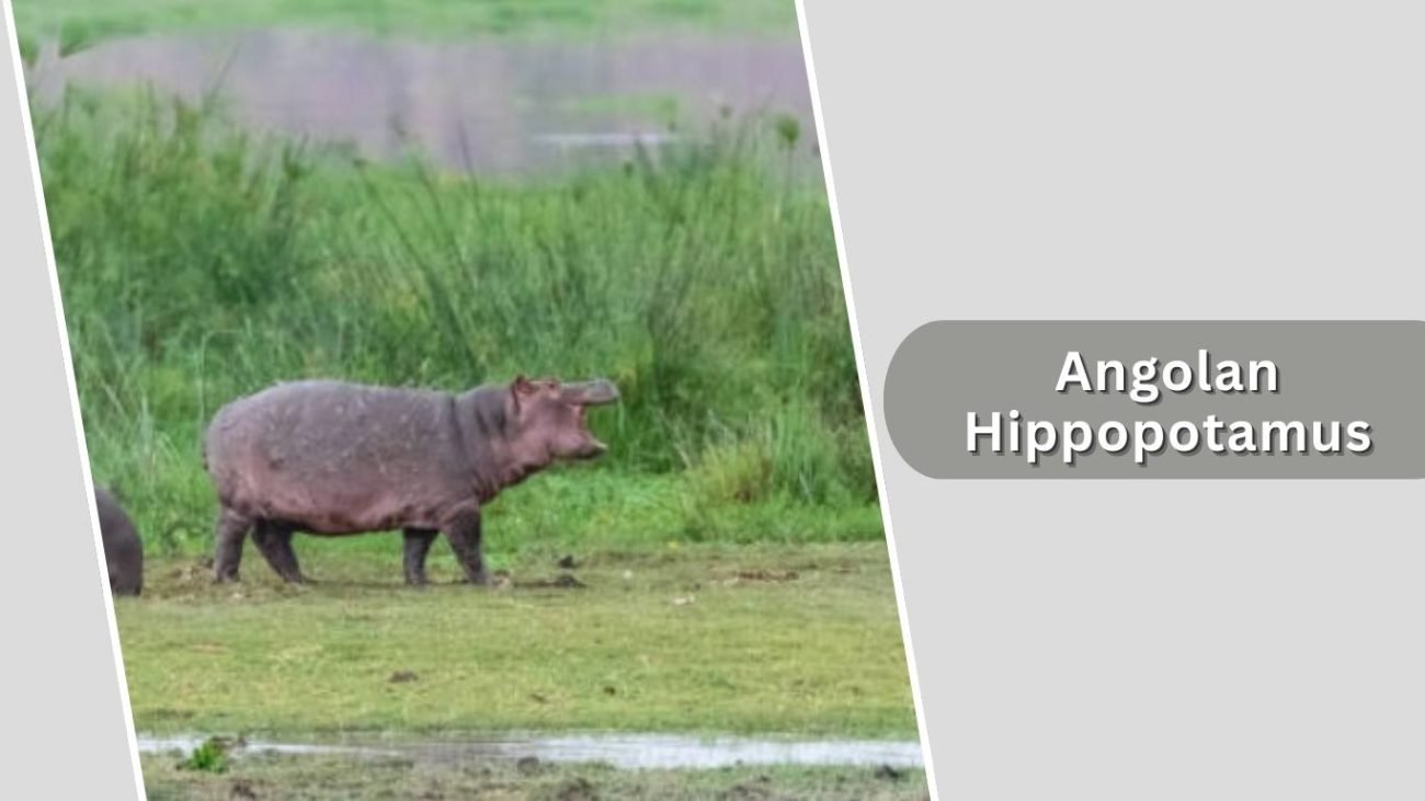 Angolan Hippopotamus