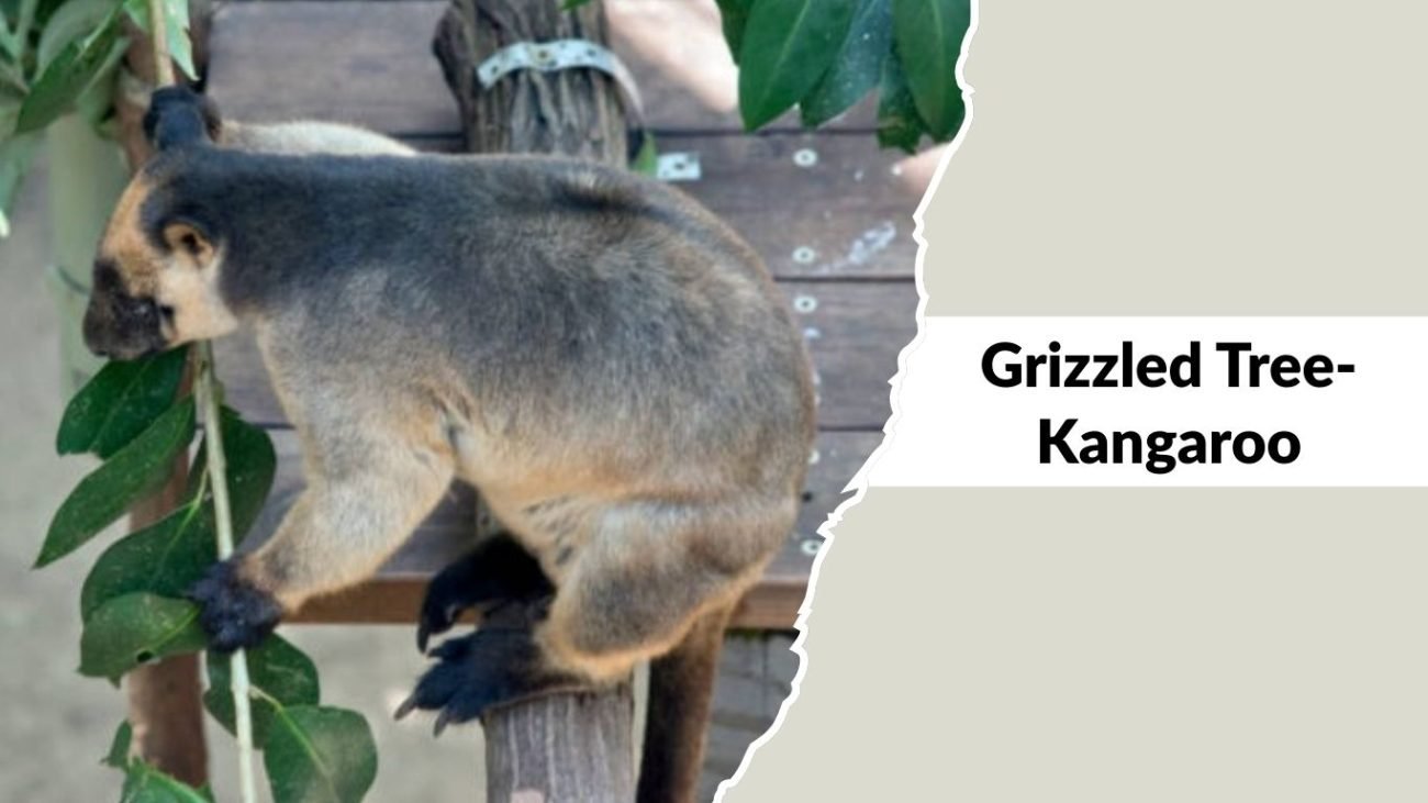 Grizzled Tree-Kangaroo Grizzled Tree-Kangaroo
