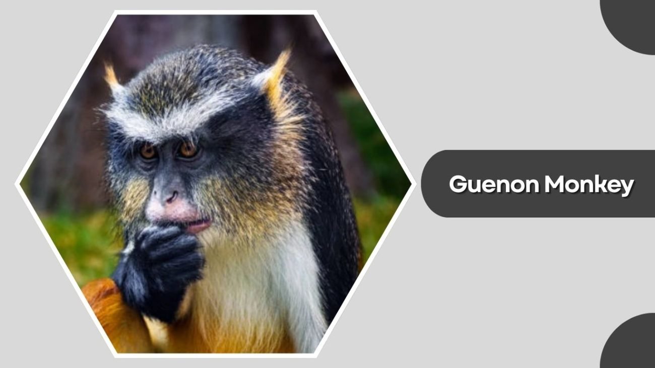  Guenon Monkey