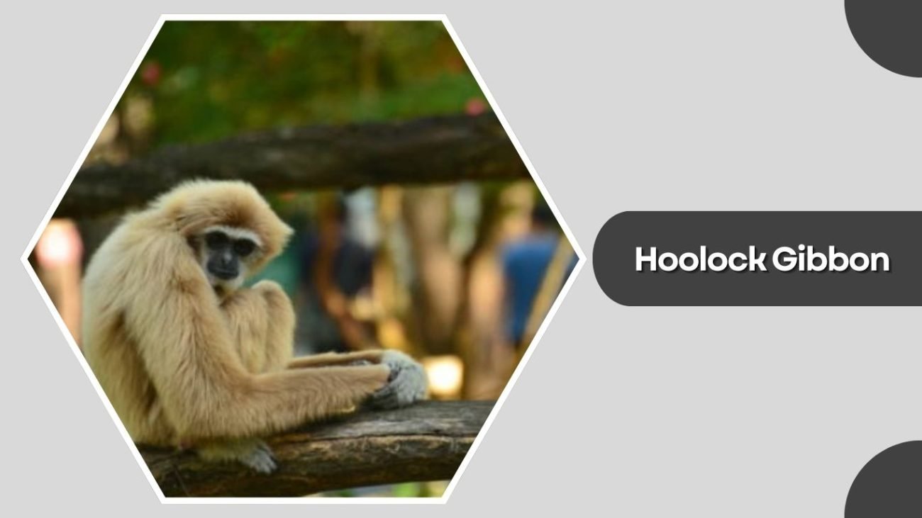 Hoolock Gibbon