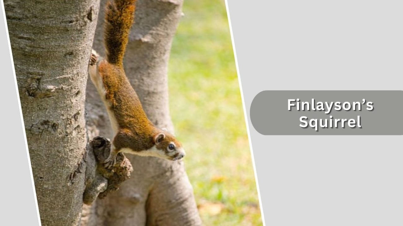 Finlayson’s Squirrel Finlayson’s Squirrel