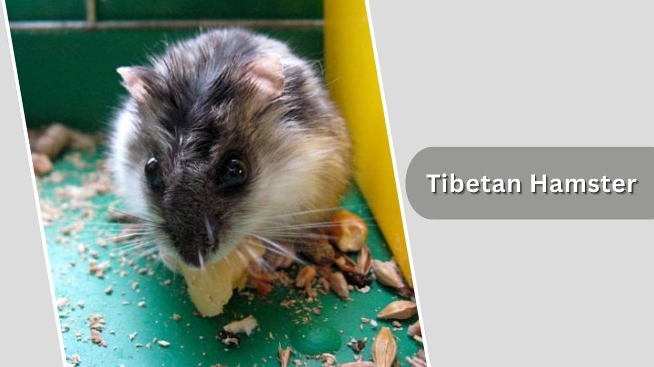 Tibetan Hamster Tibetan Hamster