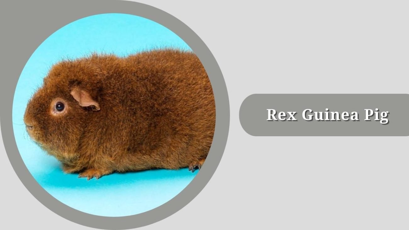 Rex Guinea Pig Rex Guinea Pig