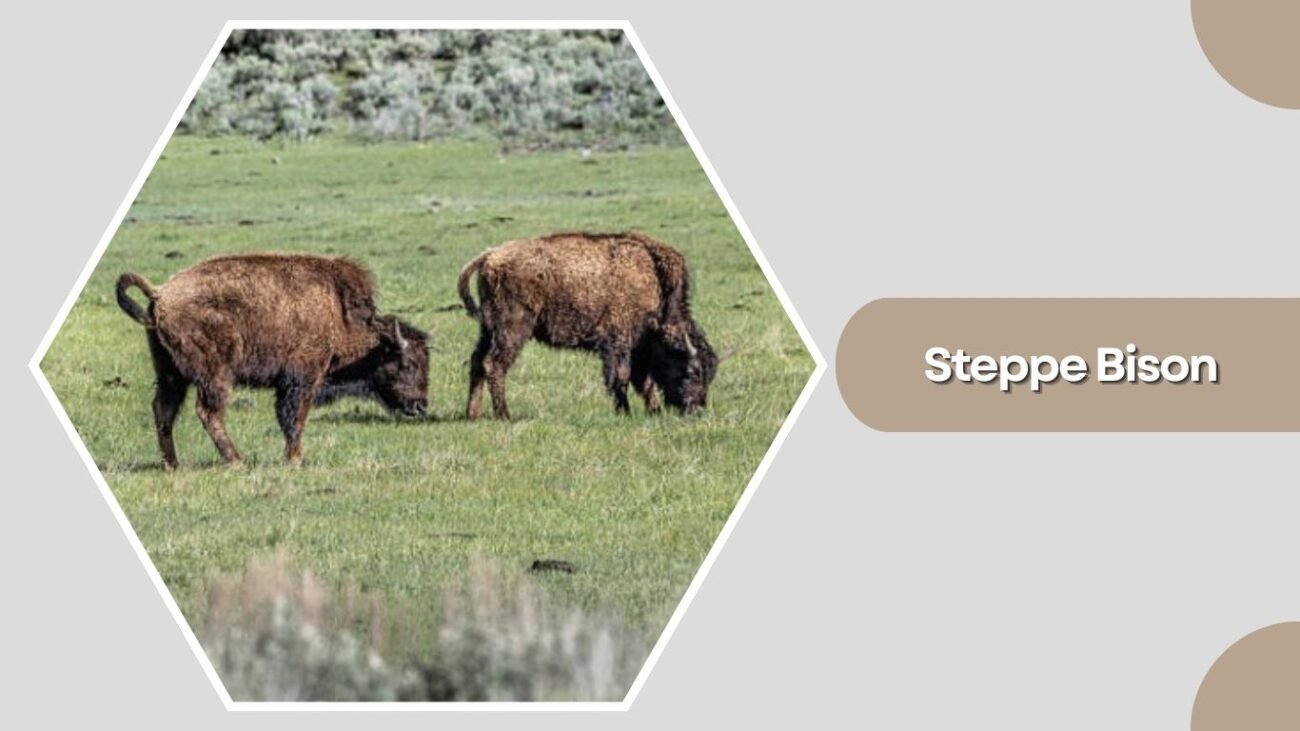 Steppe Bison