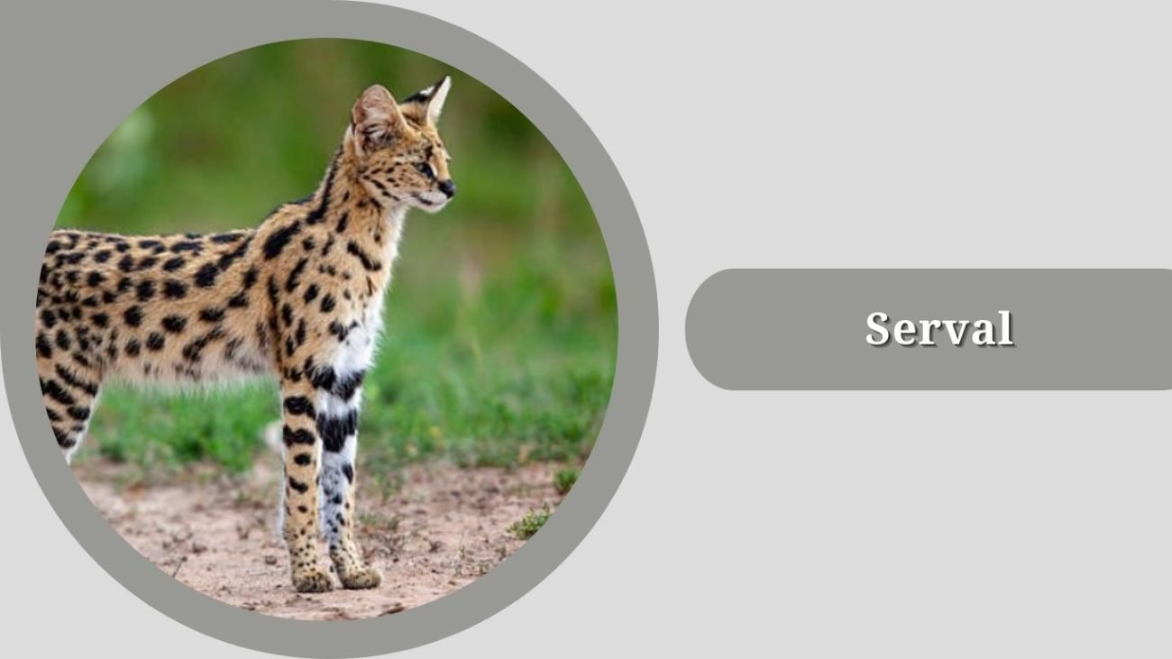 Serval