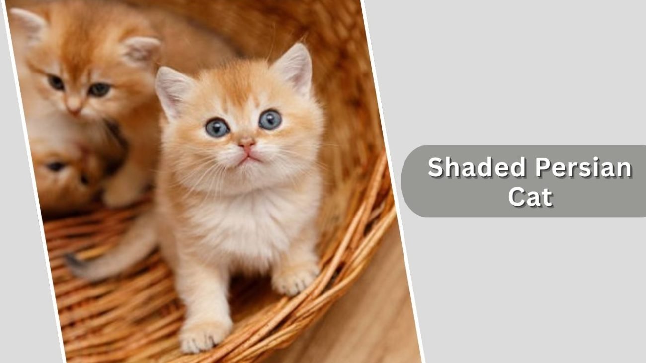 Shaded Persian Cat