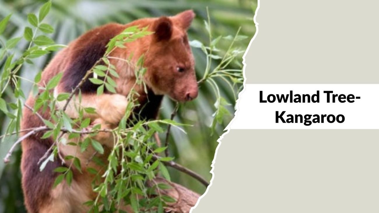 Lowland Tree-Kangaroo Lowland Tree-Kangaroo