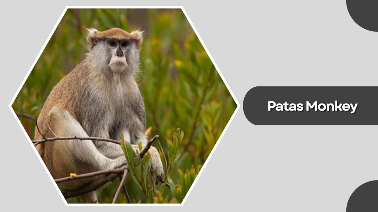 Patas Monkey