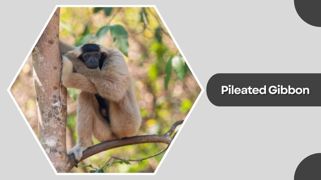 Pileated Gibbon