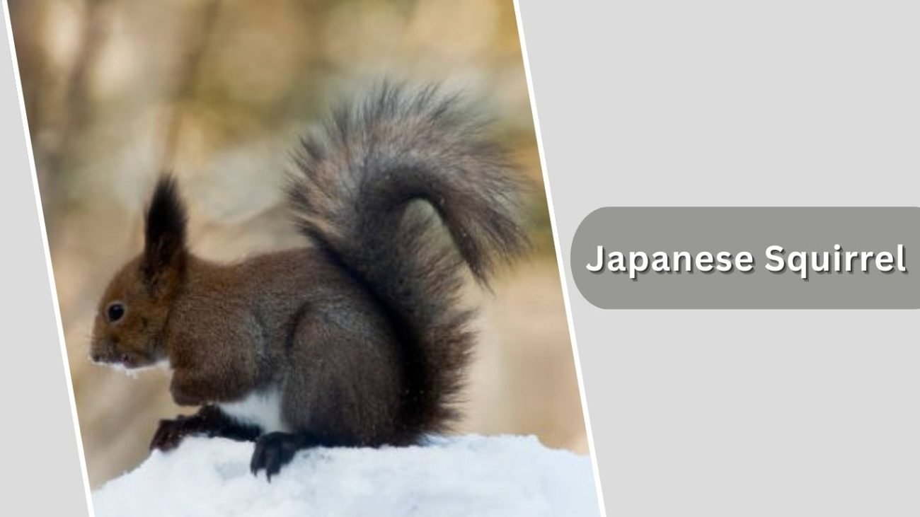 Japanese Squirrel Japanese Squirrel