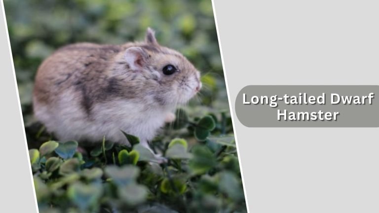 16 Types of Hamster: Different Species Identification with Pictures