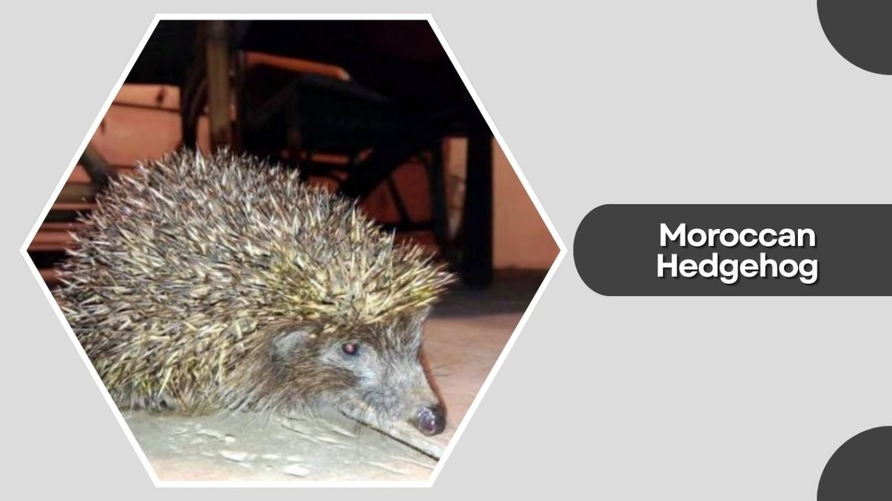 Moroccan Hedgehog Moroccan Hedgehog