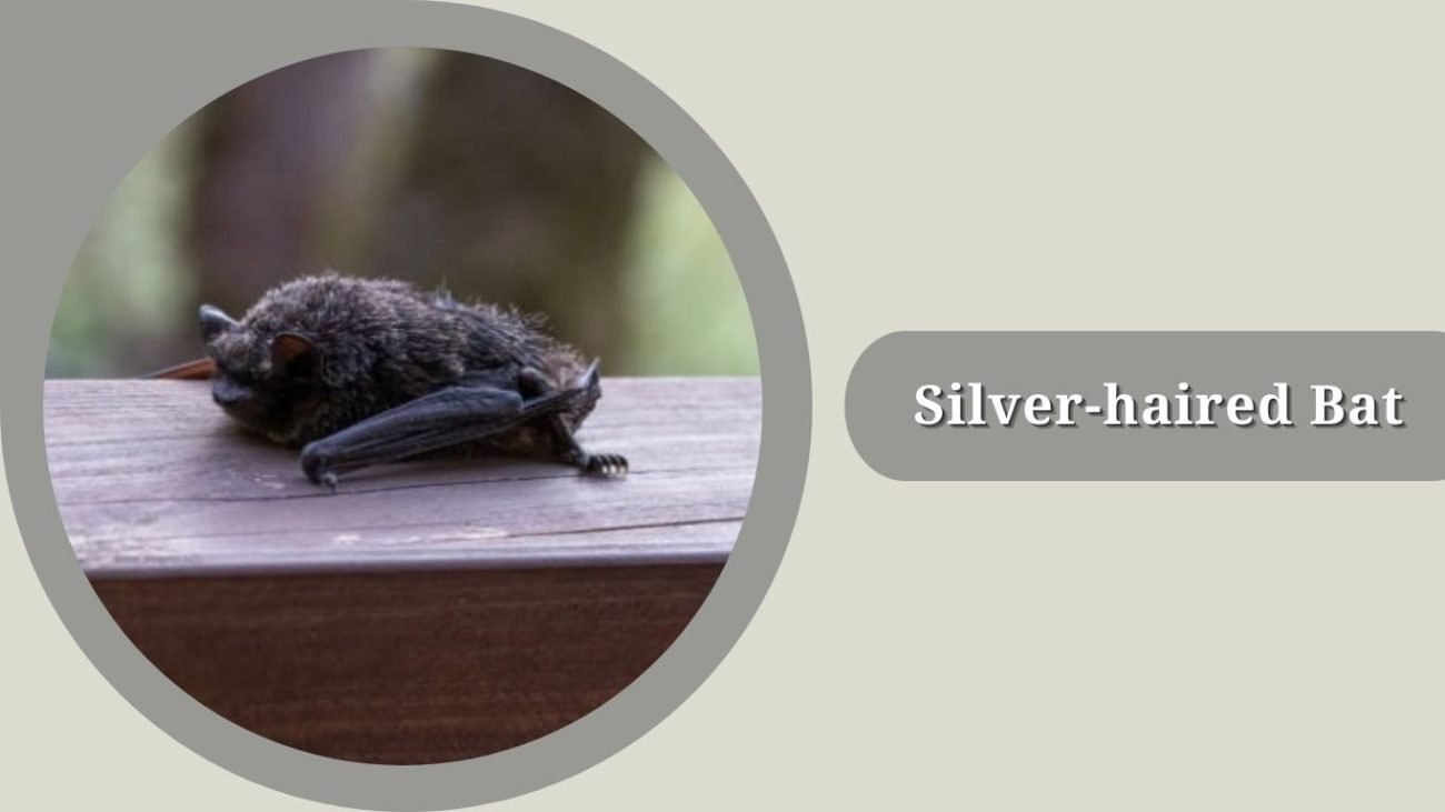 Silver-haired Bat