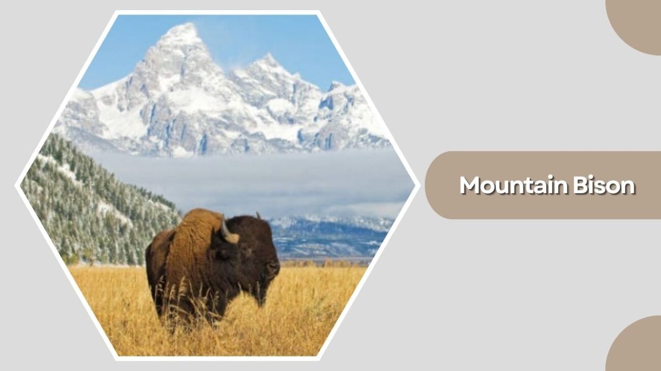 Mountain Bison