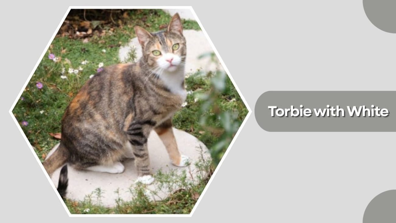 Torbie with White (Patched Tabby & White)