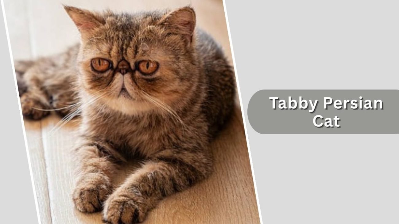 Tabby Persian Cat