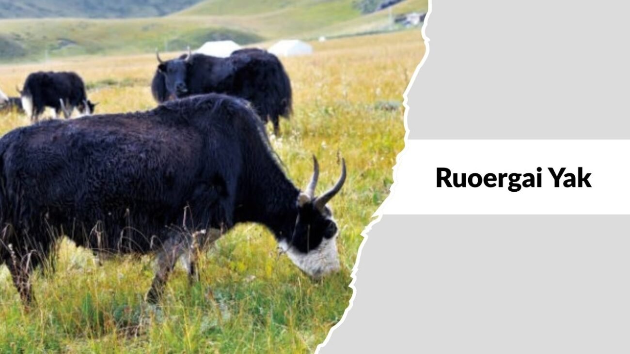Ruoergai Yak