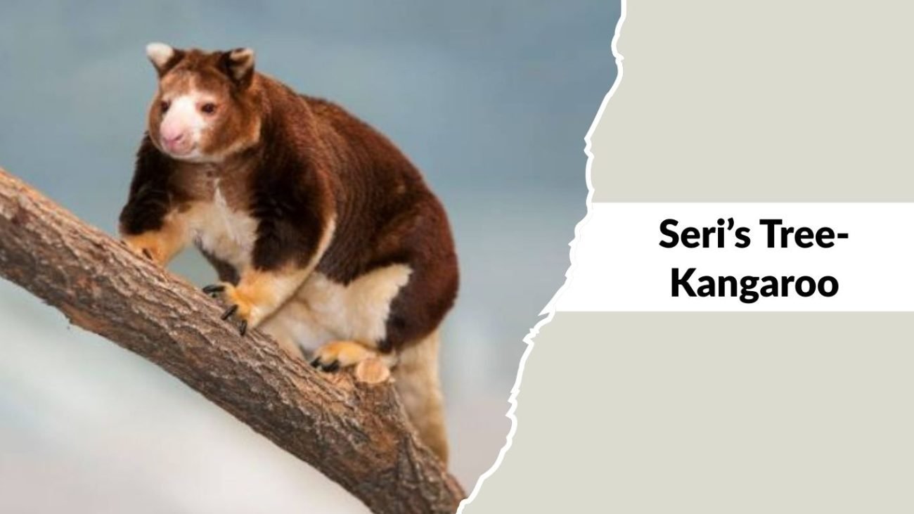 Seri’s Tree-Kangaroo Seri’s Tree-Kangaroo