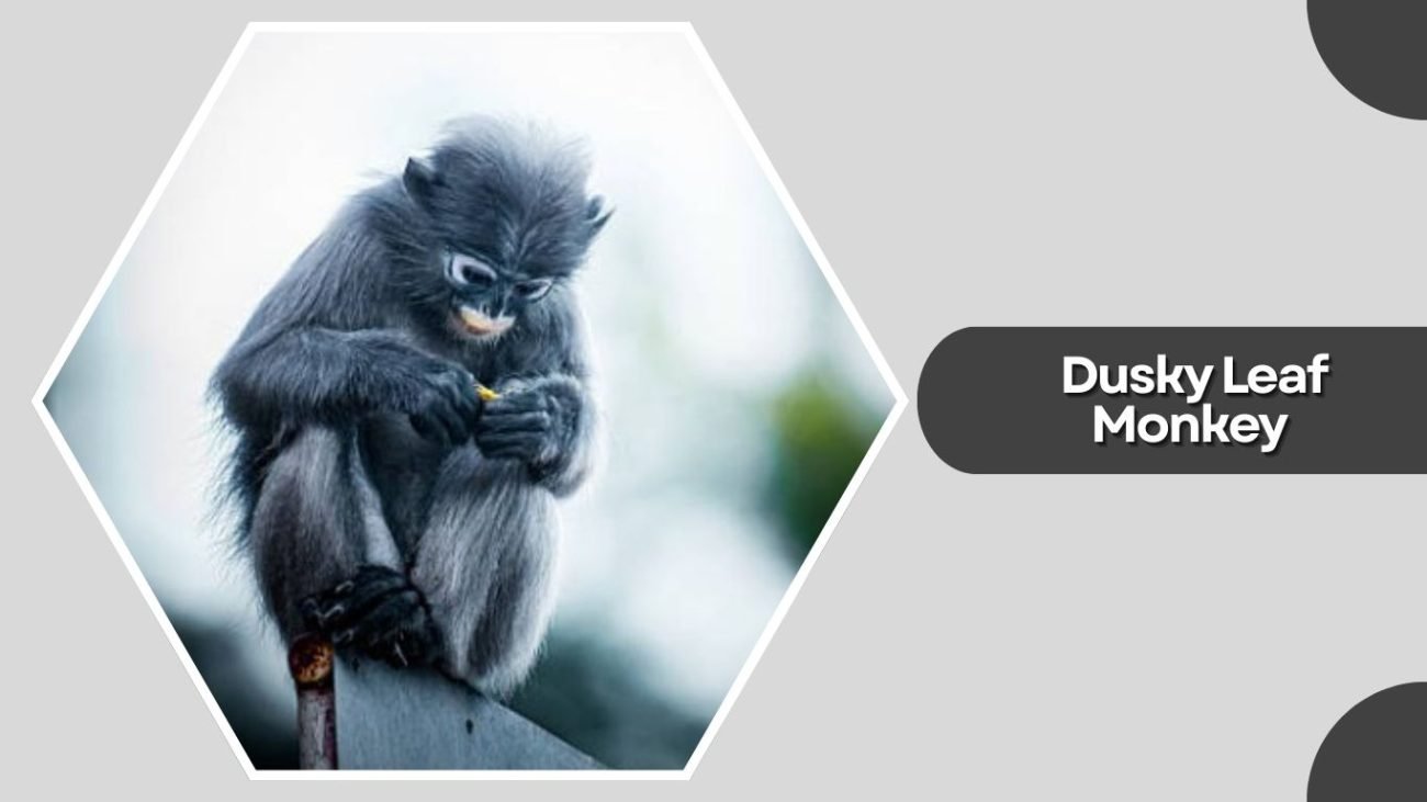 Dusky Leaf Monkey