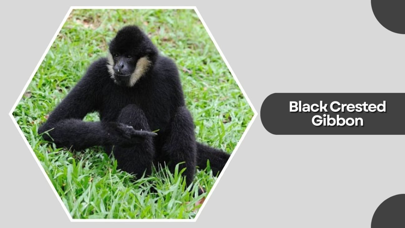 Black Crested Gibbon