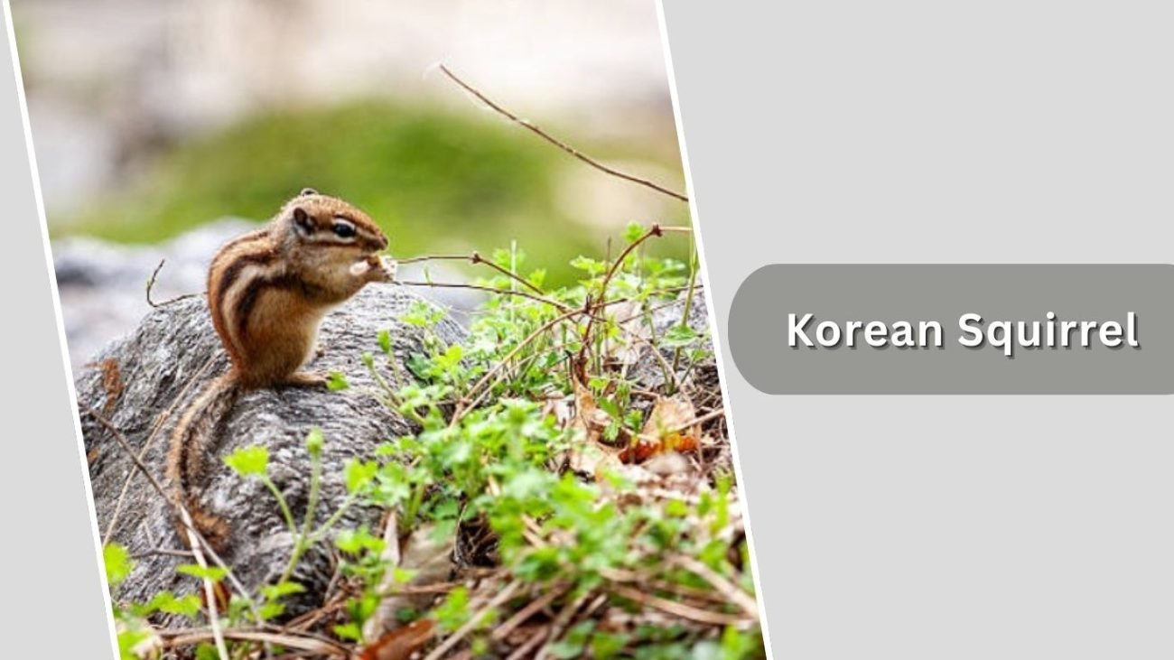 Korean Squirrel Korean Squirrel