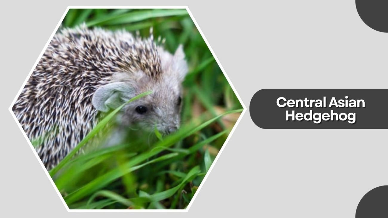 Central Asian Hedgehog Central Asian Hedgehog