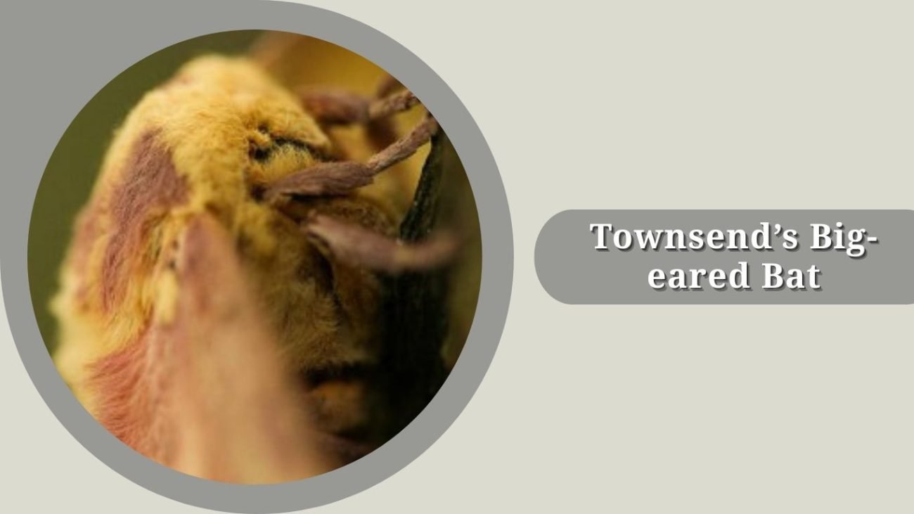 Townsend’s Big-eared Bat