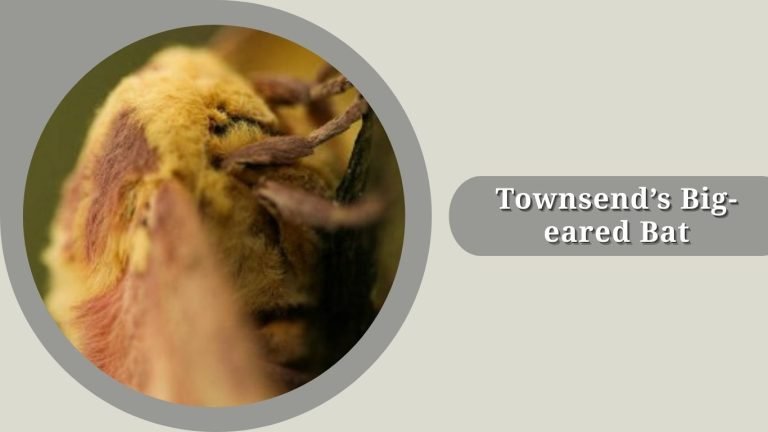Bat Behaviours 35 Types of Bat: Habitat, Behaviors, Id with Pictures