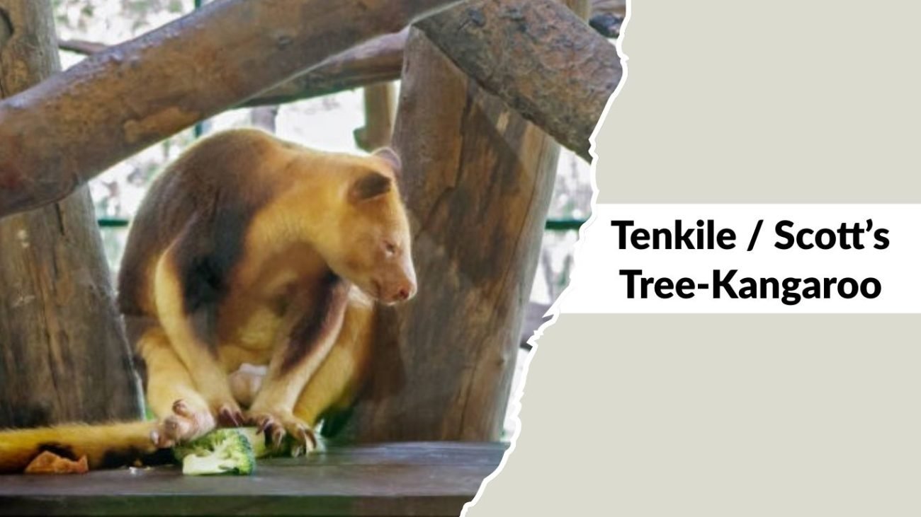 Tenkile / Scott’s Tree-Kangaroo Tenkile / Scott’s Tree-Kangaroo