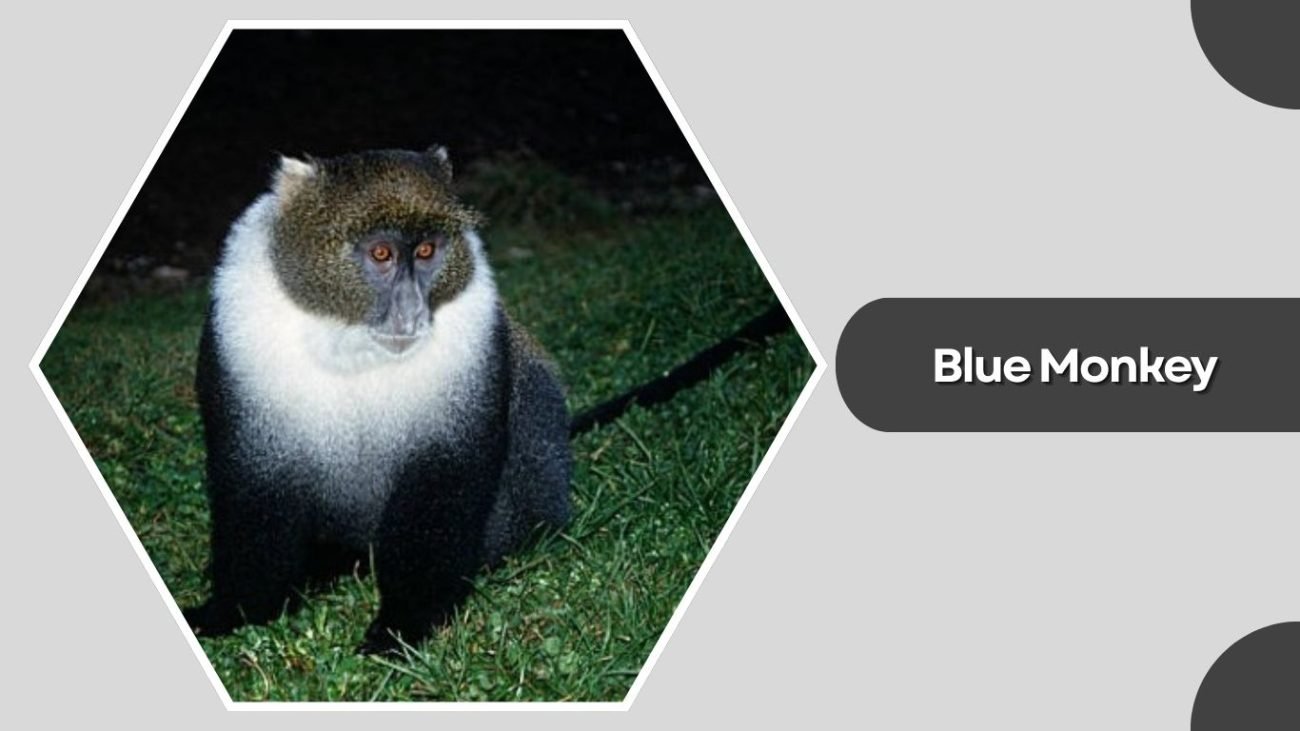 Blue Monkey