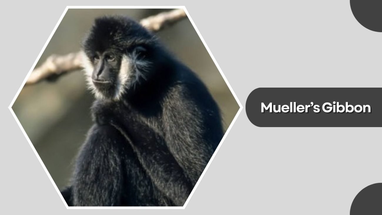 Mueller’s Gibbon