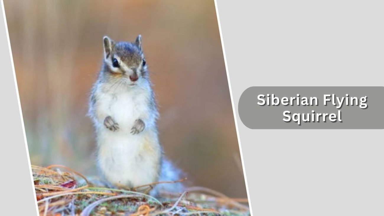 Siberian Flying Squirrel Siberian Flying Squirrel
