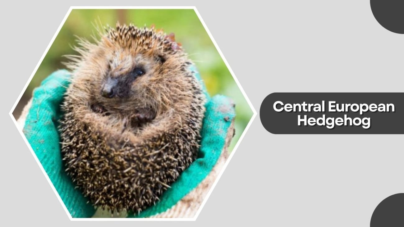 Central European Hedgehog Central European Hedgehog