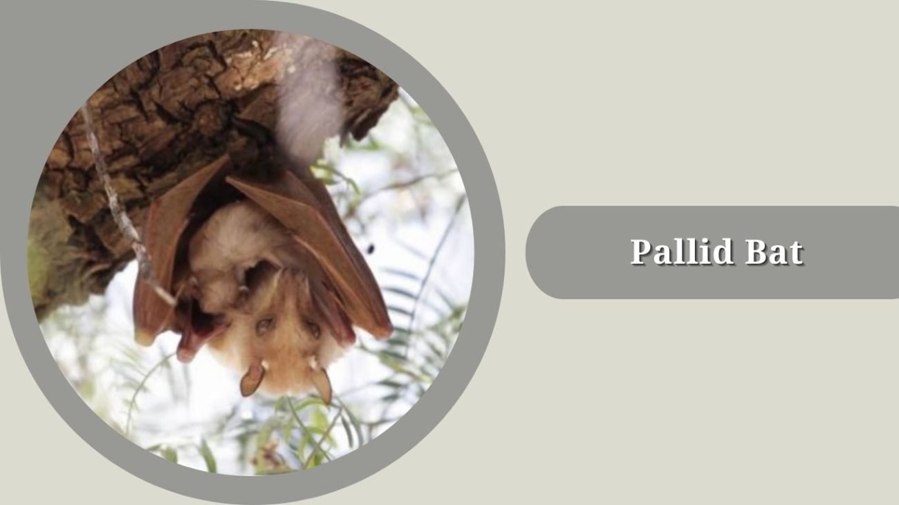  Pallid Bat