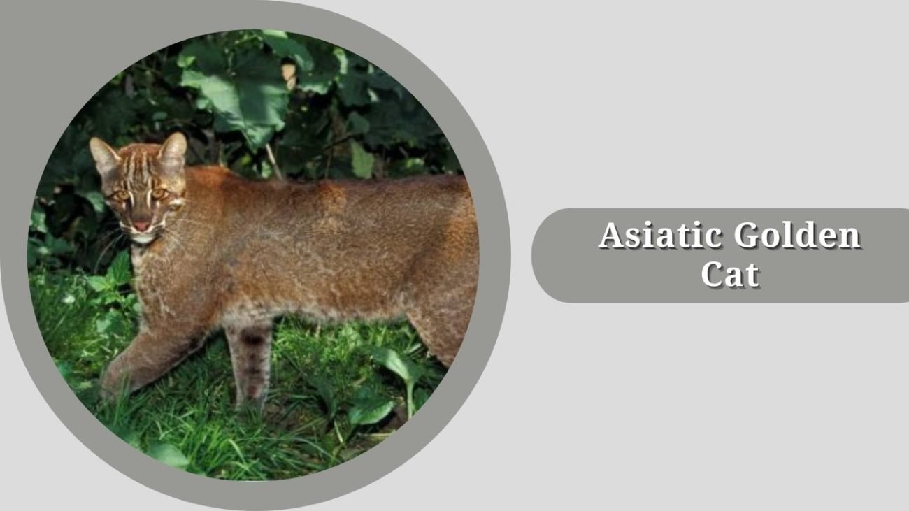Asiatic Golden Cat 